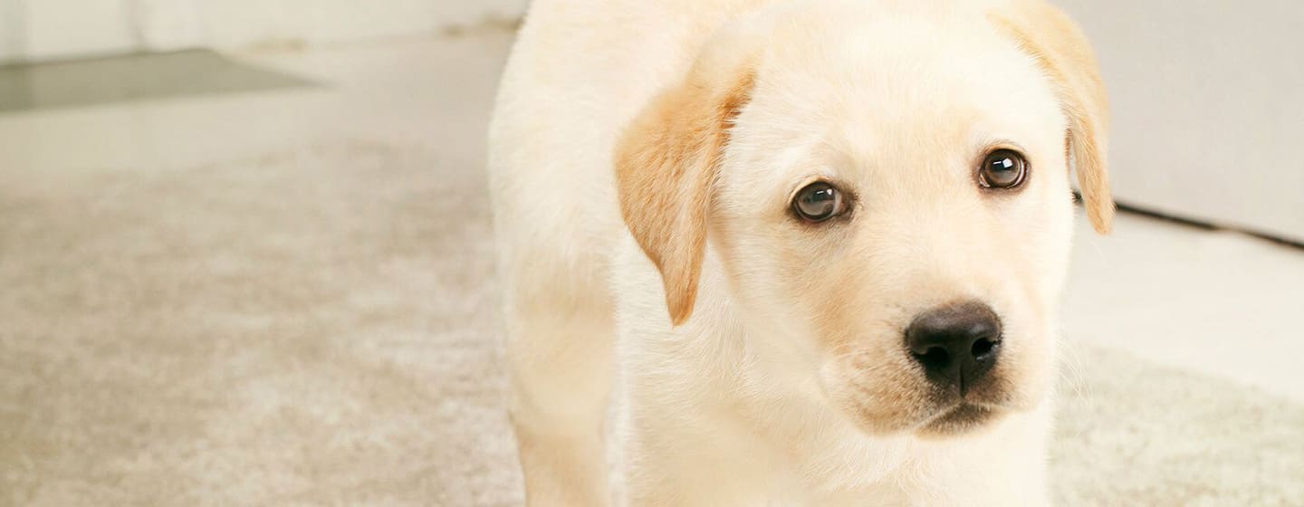 Wann soll der Welpe entwurmt werden? Purina